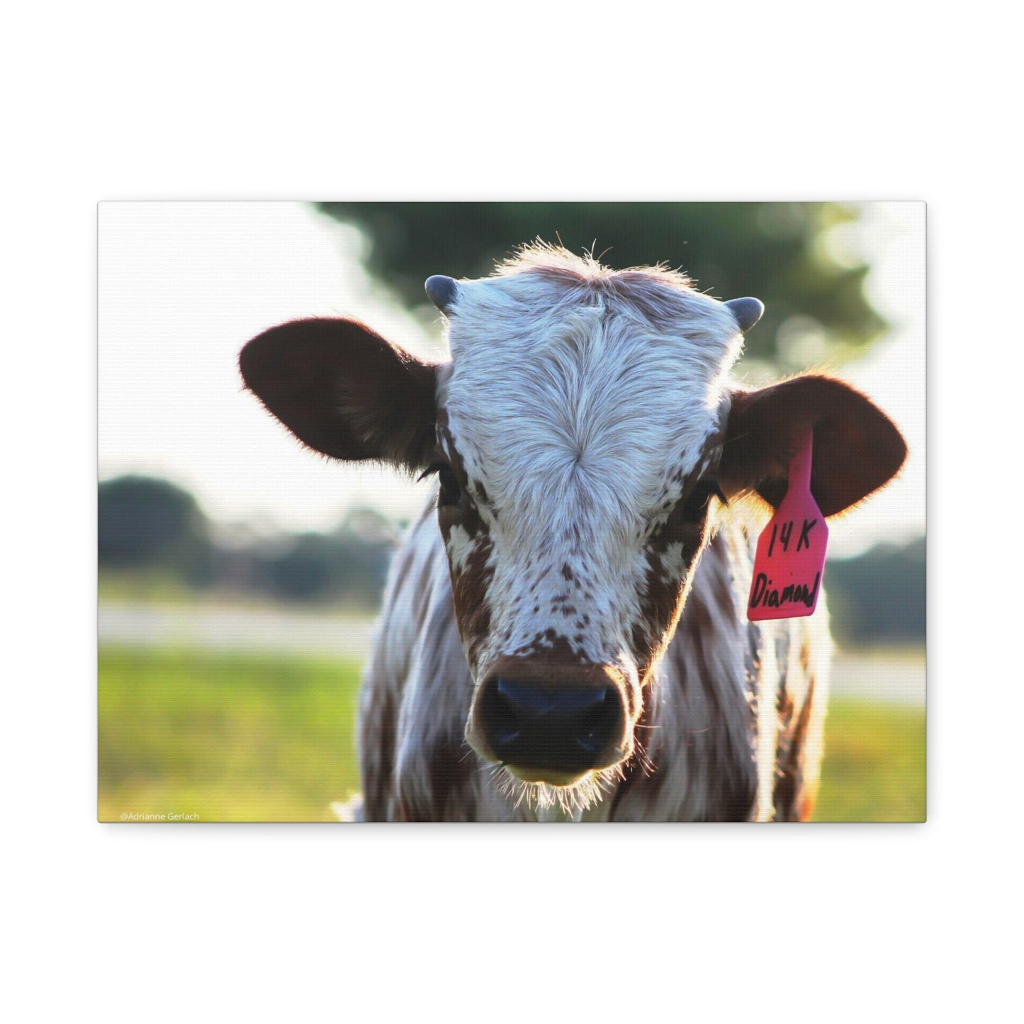 Texas Longhorn Calf Canvas Print