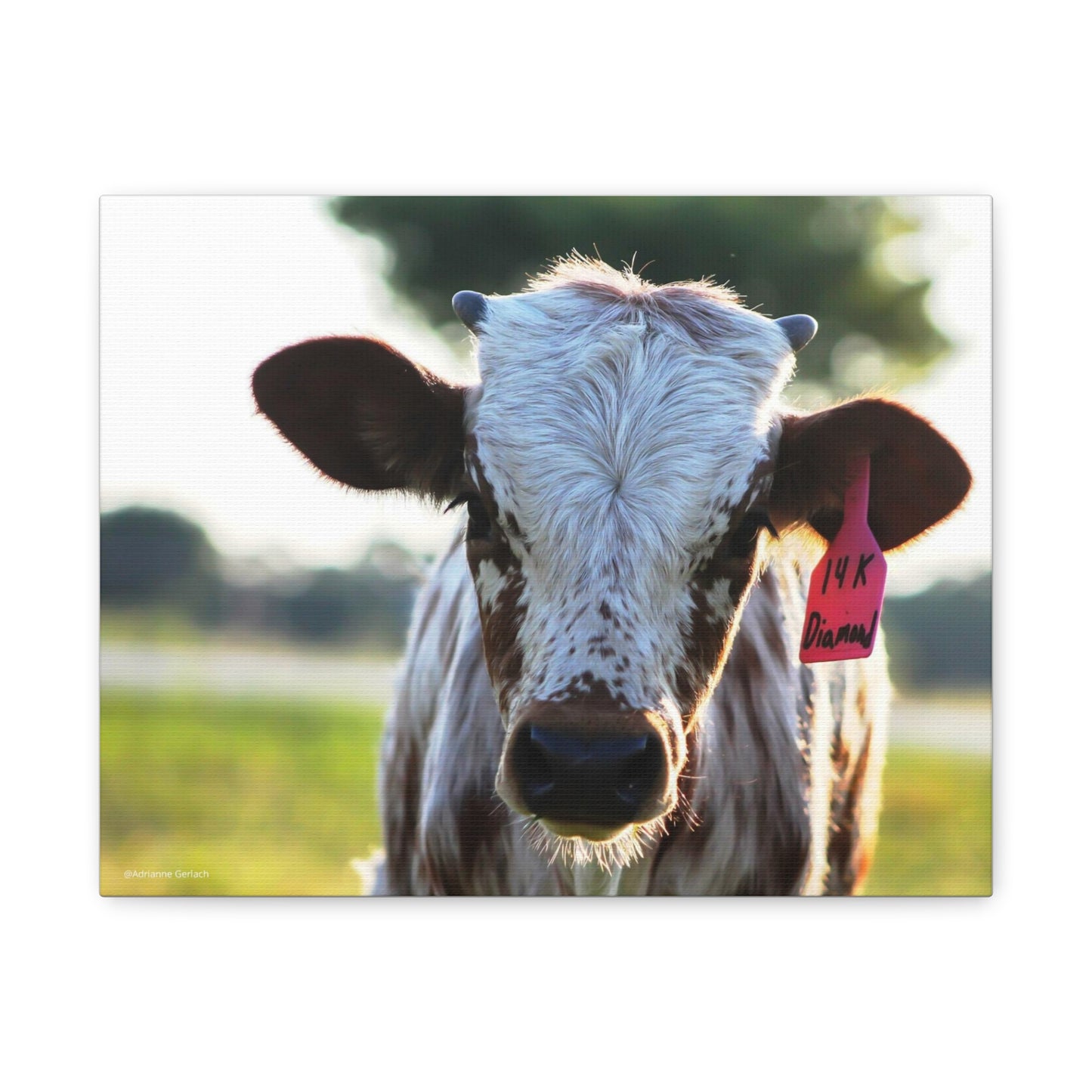 Texas Longhorn Calf Canvas Print
