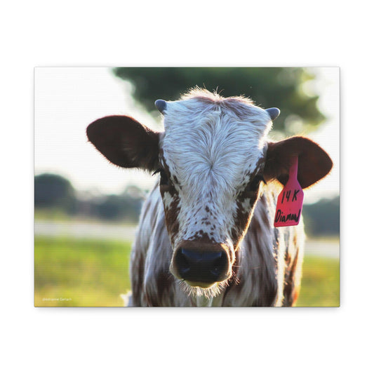 Texas Longhorn Calf Canvas Print