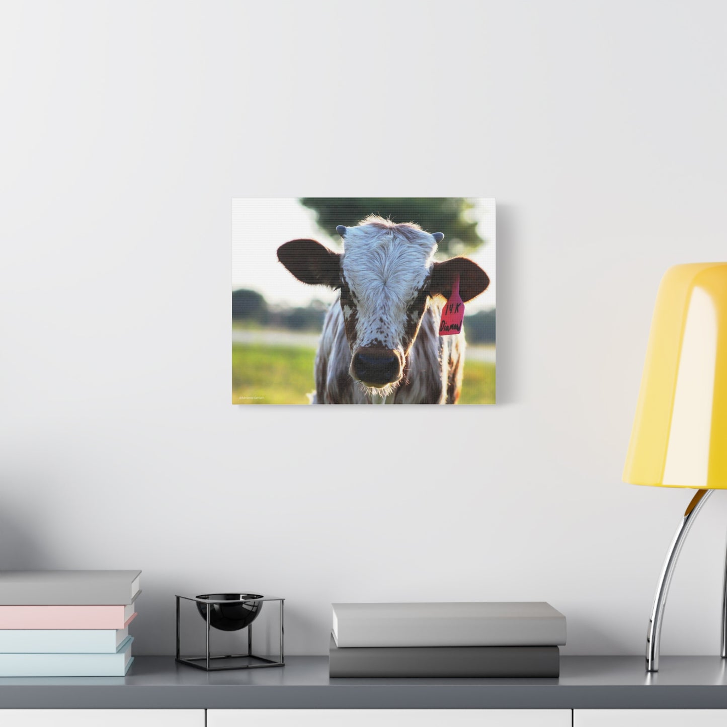 Texas Longhorn Calf Canvas Print