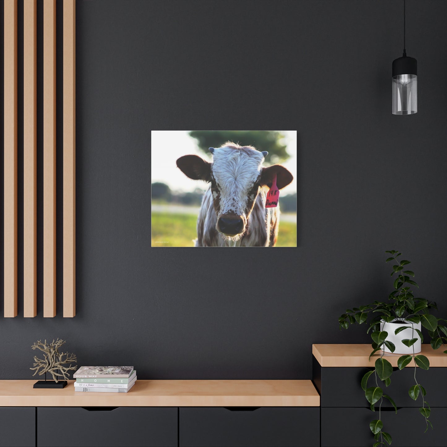 Texas Longhorn Calf Canvas Print