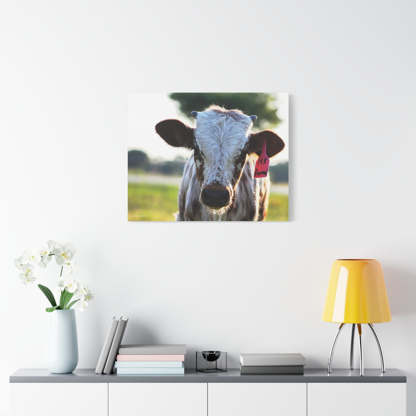Texas Longhorn Calf Canvas Print