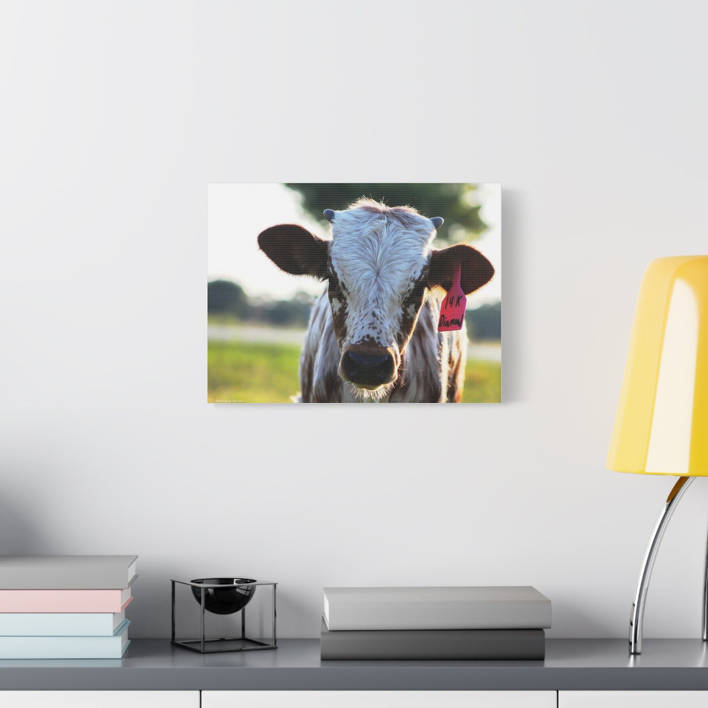 Texas Longhorn Calf Canvas Print