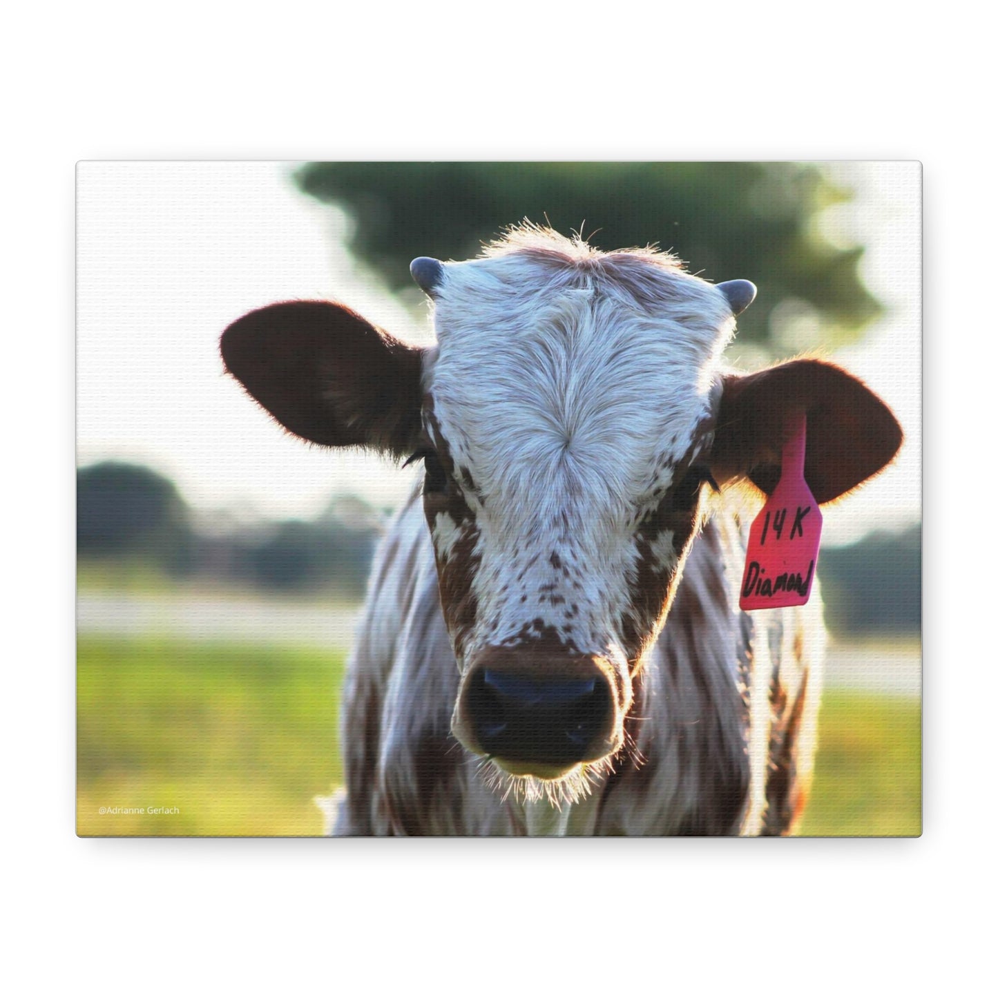 Texas Longhorn Calf Canvas Print