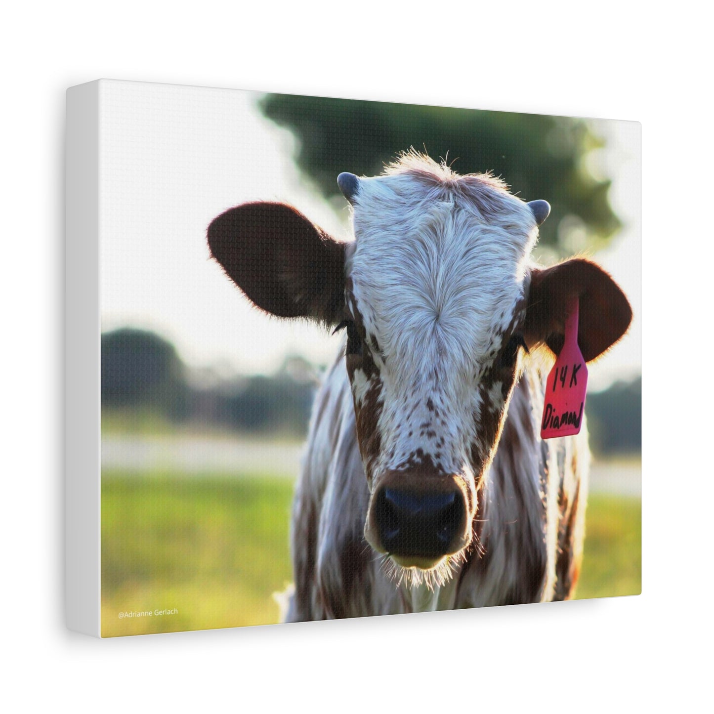 Texas Longhorn Calf Canvas Print