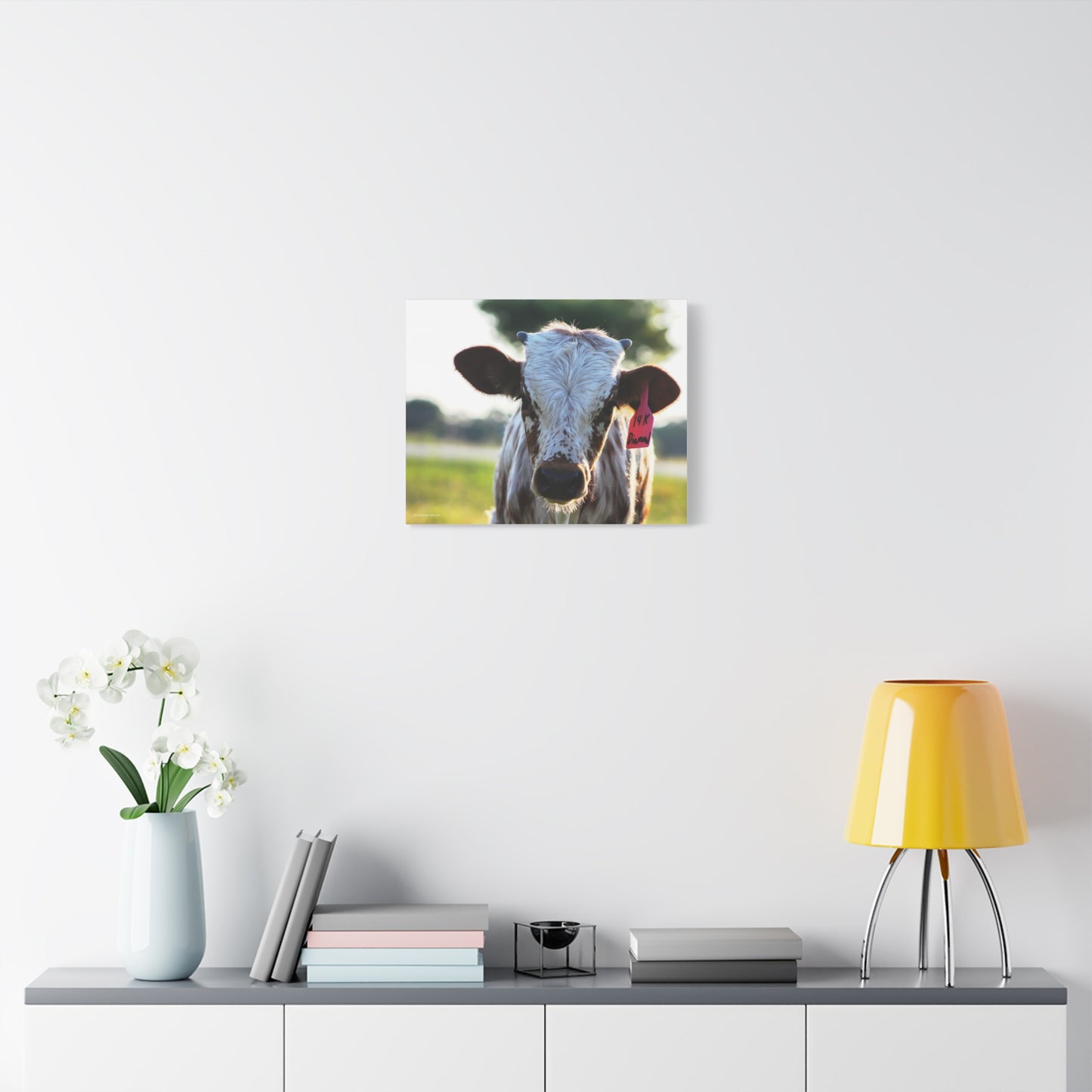 Texas Longhorn Calf Canvas Print