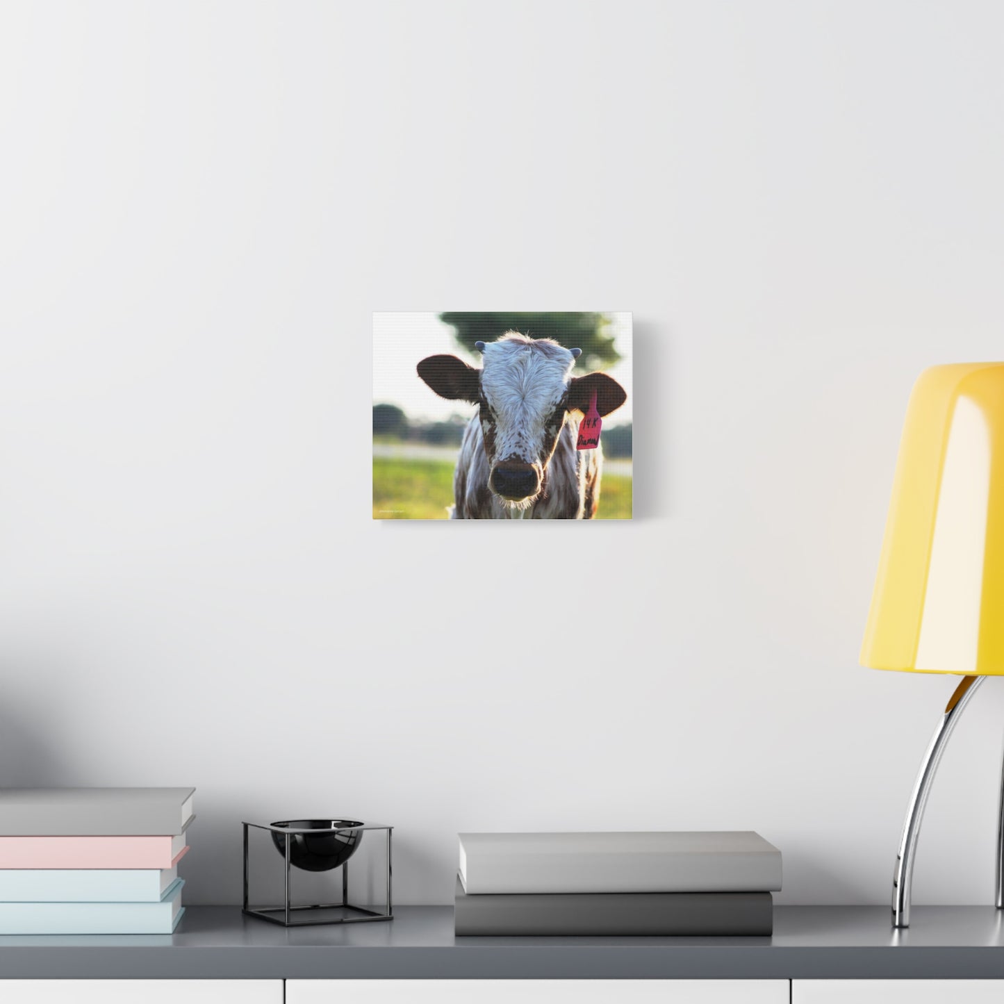 Texas Longhorn Calf Canvas Print