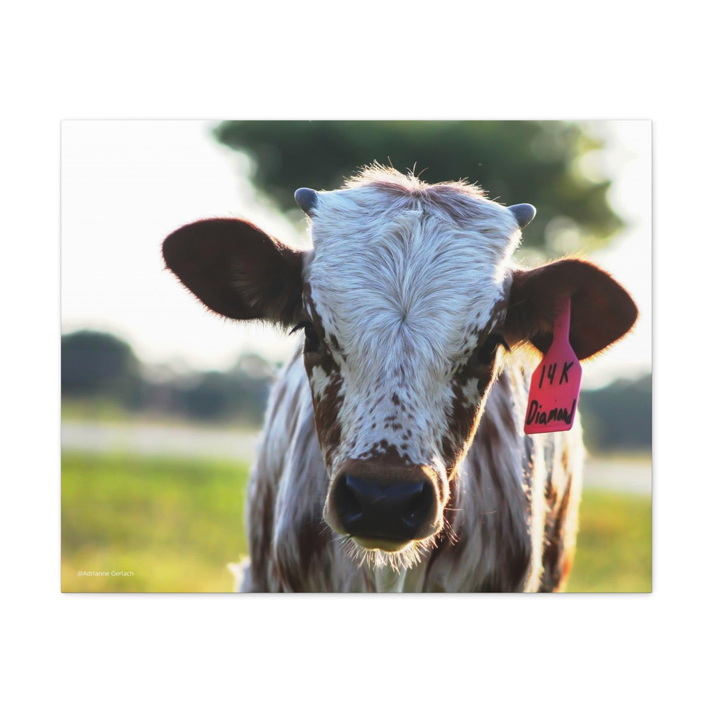 Texas Longhorn Calf Canvas Print