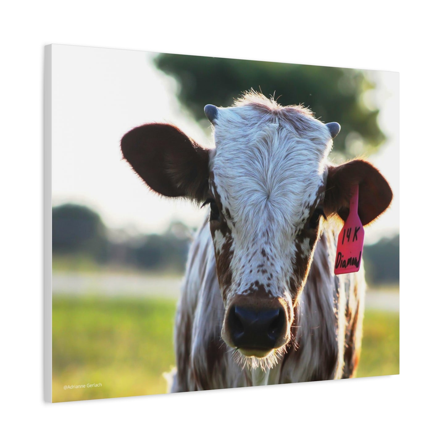 Texas Longhorn Calf Canvas Print