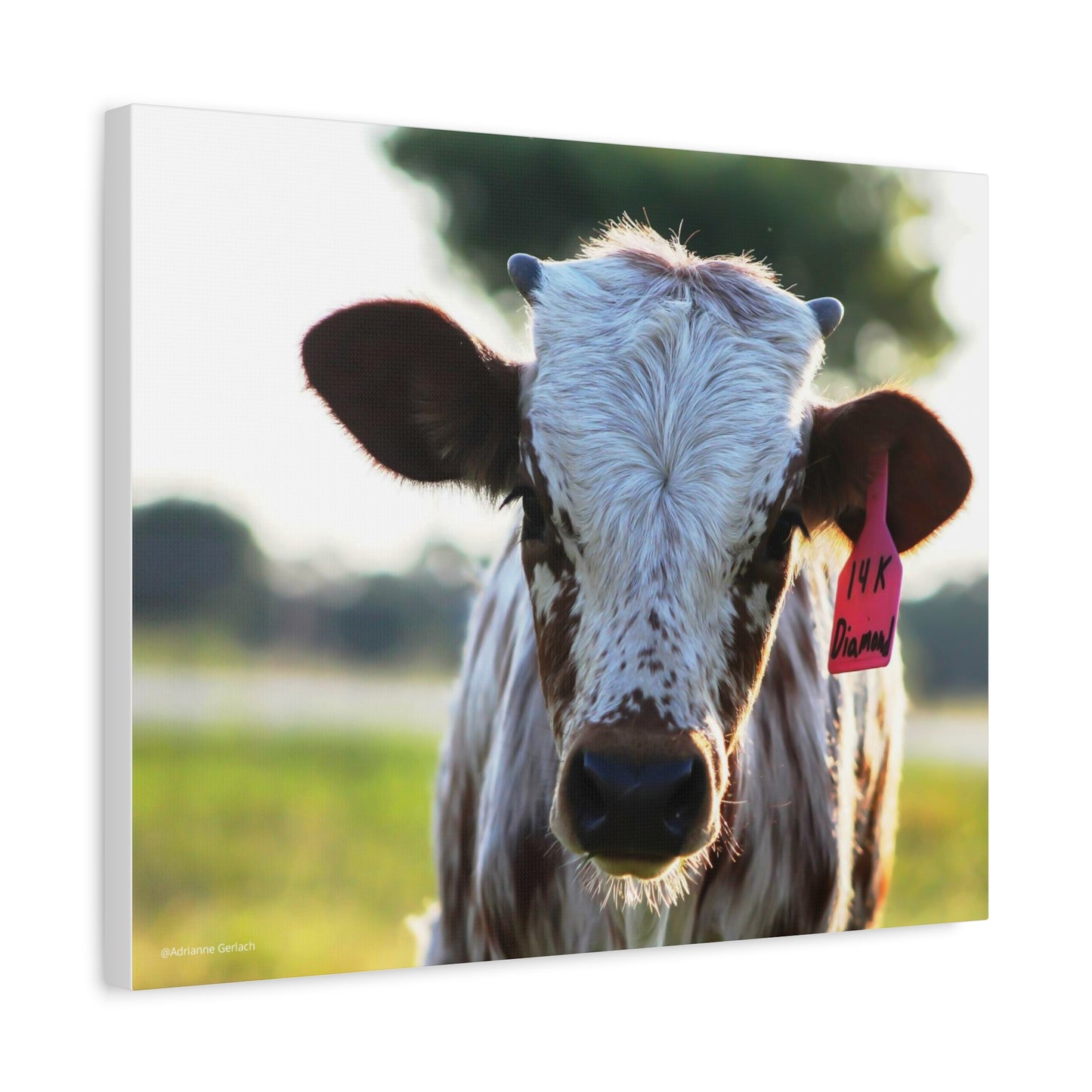 Texas Longhorn Calf Canvas Print