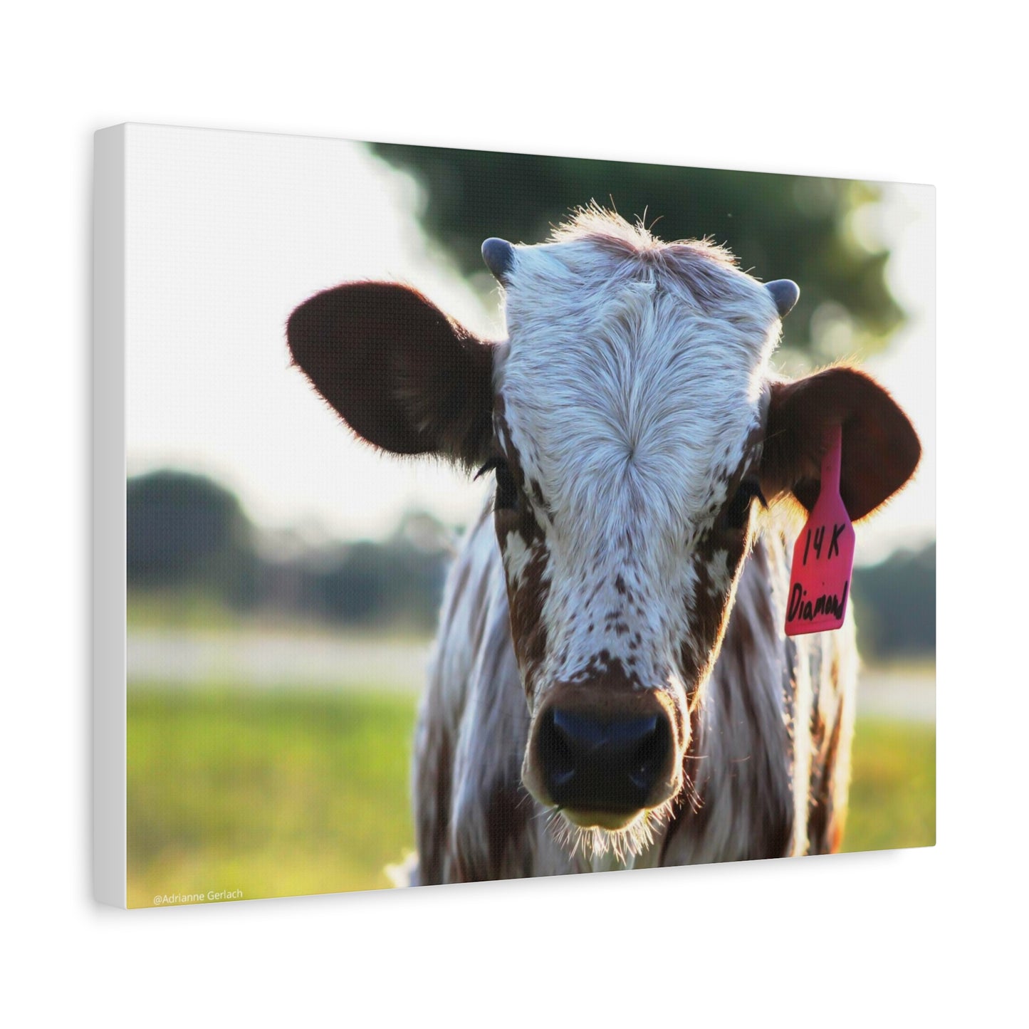 Texas Longhorn Calf Canvas Print